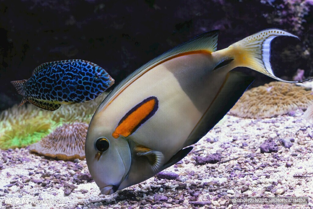 水中游動(dòng)的美麗熱帶魚