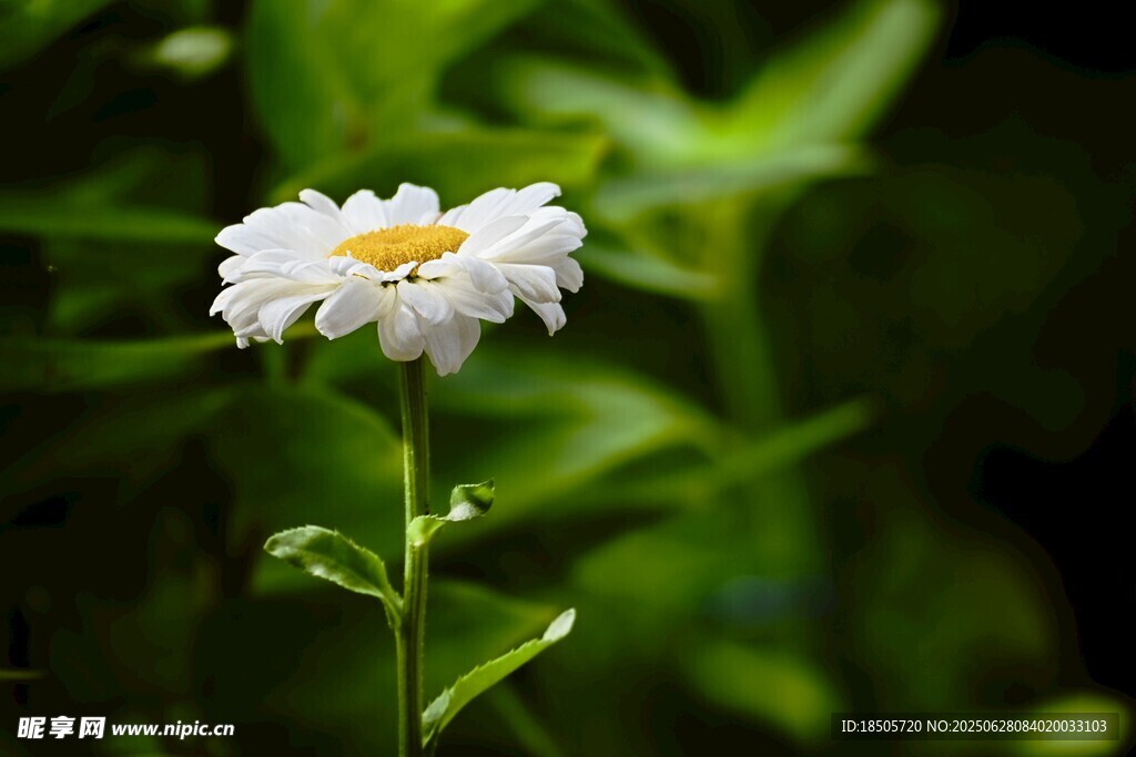 洋甘菊