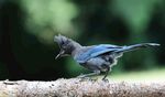 藍(lán)鳥于枝頭覓食