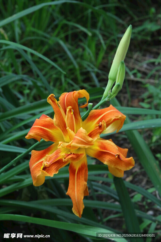 萱草 
