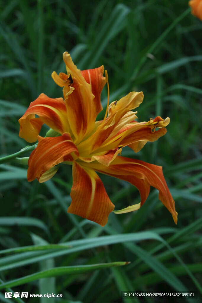 萱草 