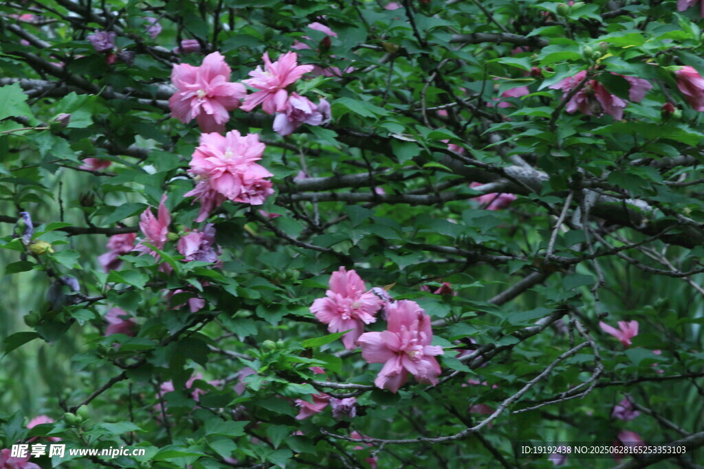 木槿花  
