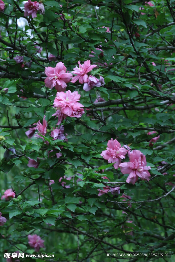 木槿花 