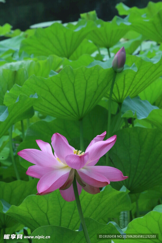 荷花荷葉  