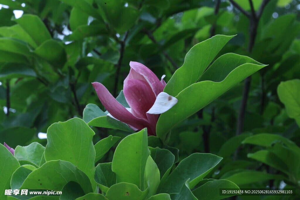 夏日玉蘭花 