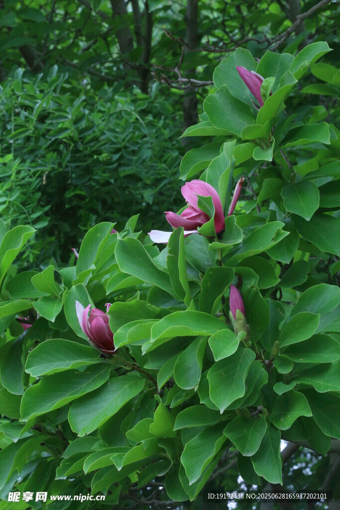 夏日玉蘭花  