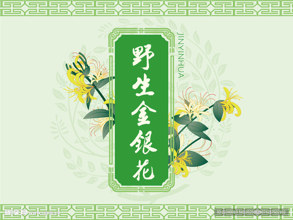 野生金銀花插畫展示