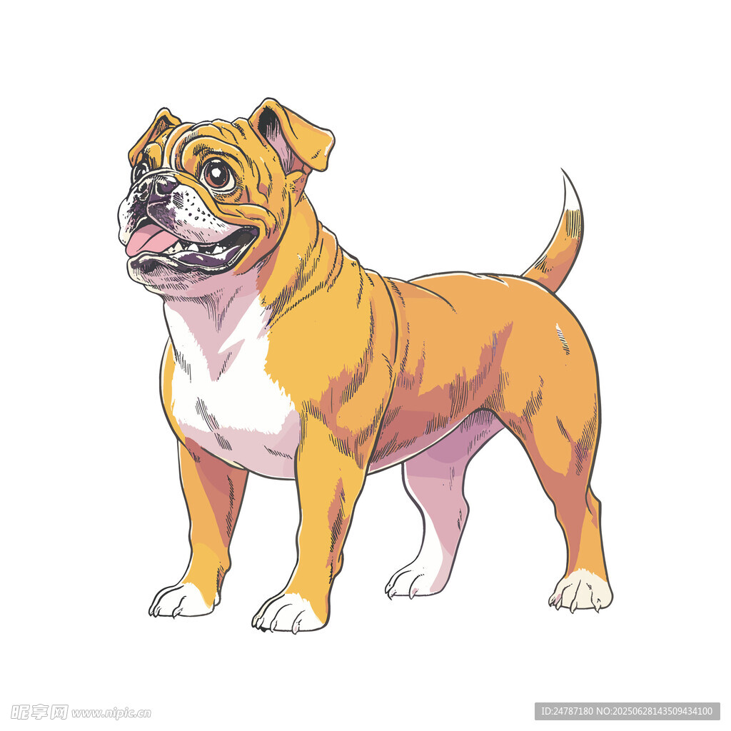 斗牛犬