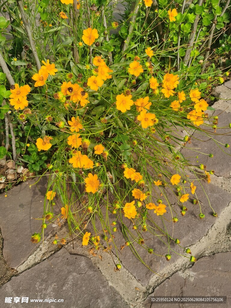 石縫間綻放的黃色小花