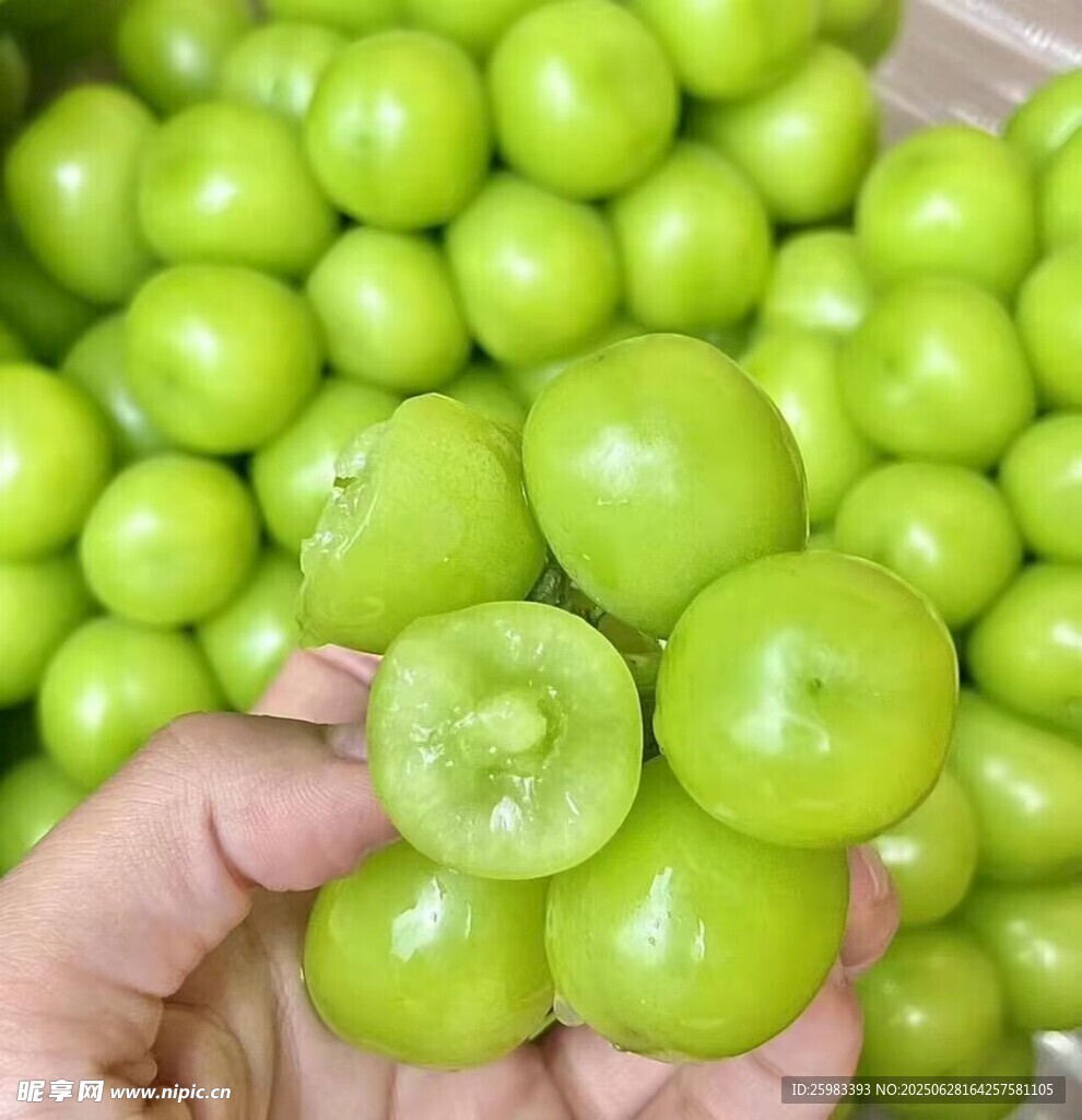 青番茄