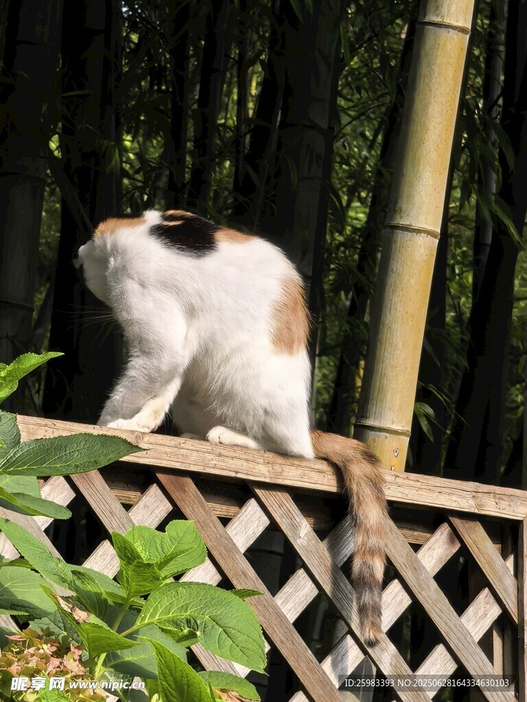 貓