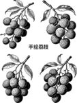 手繪荔枝圖