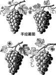 手繪線描葡萄圖案