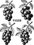 手繪藍(lán)莓