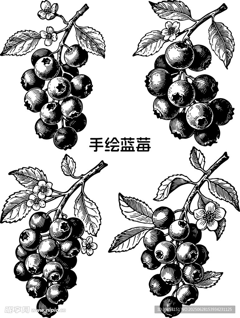 手繪藍莓