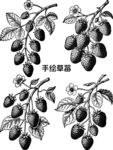 手繪草莓