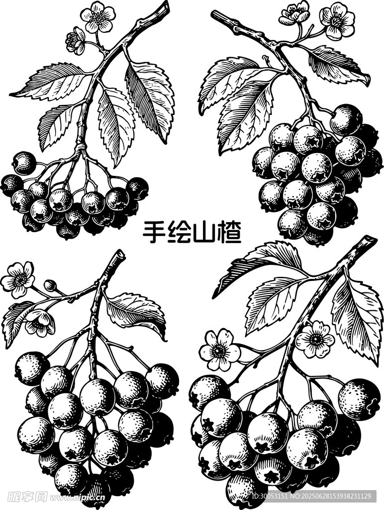 手繪山楂圖案