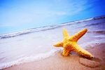 海灘上的黃色海星