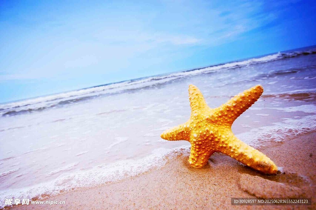 海灘上的黃色海星