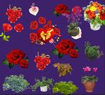 玫瑰花素材