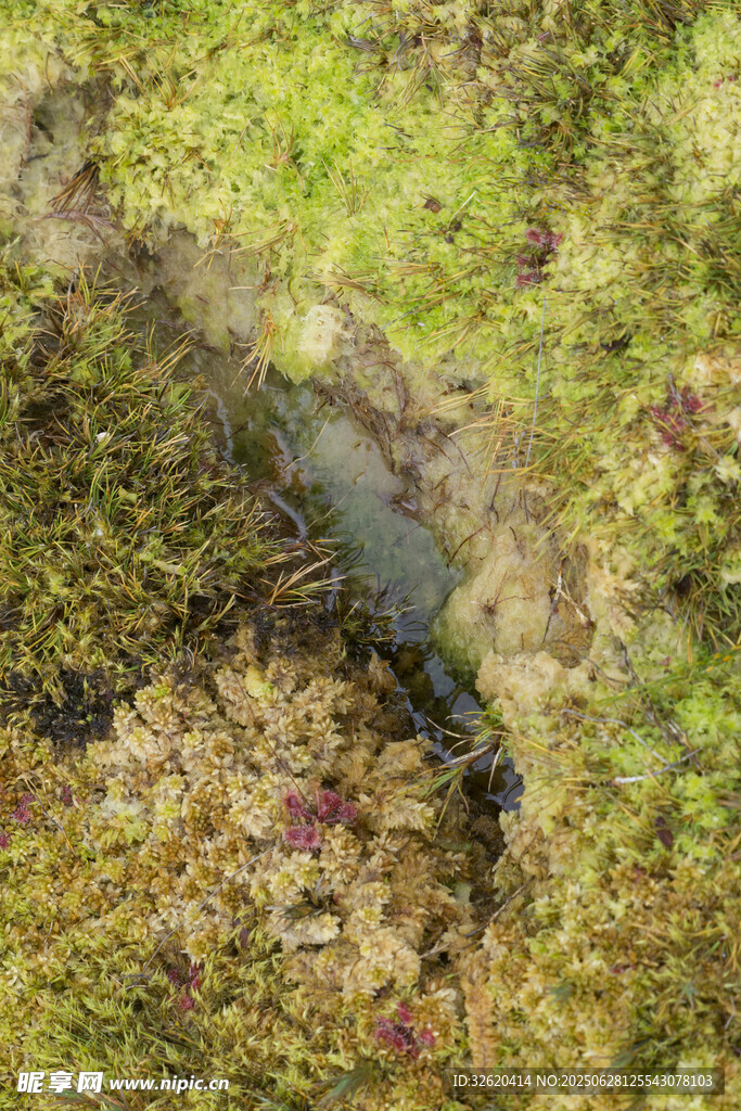 苔蘚覆蓋的地面景象