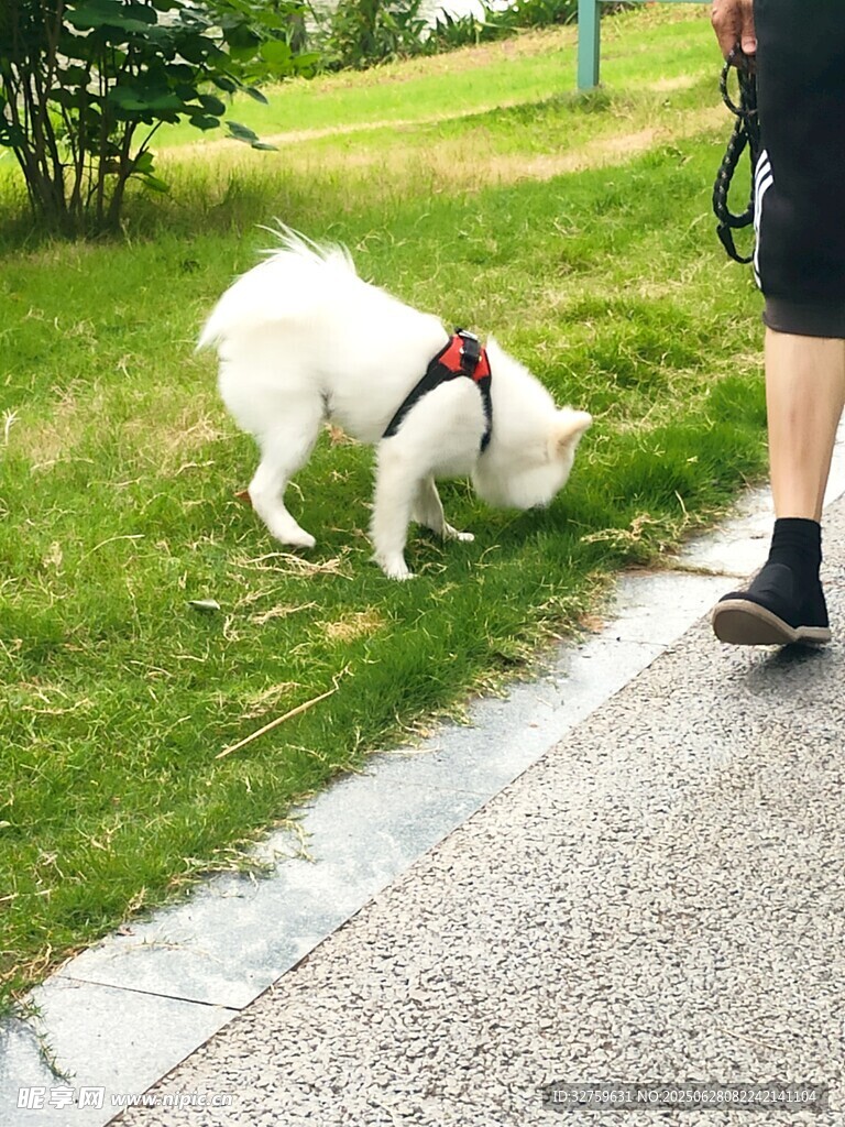 路邊小狗嗅聞草地