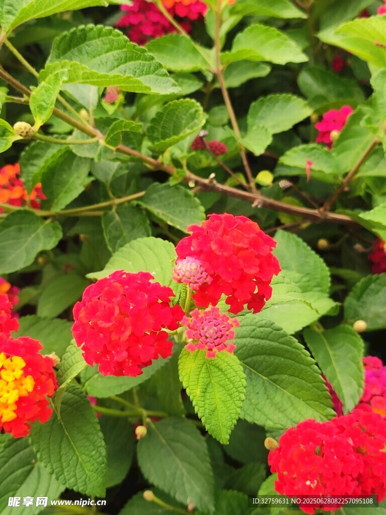 鮮艷朱槿花綻放綠葉間
