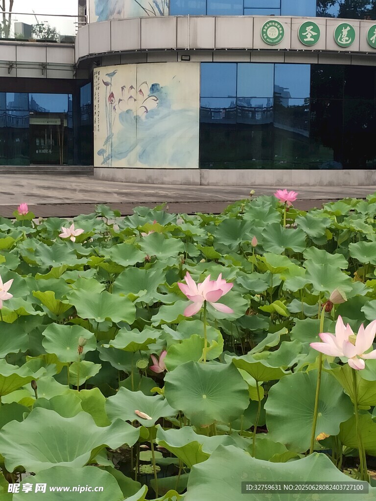 樓前荷花綻放