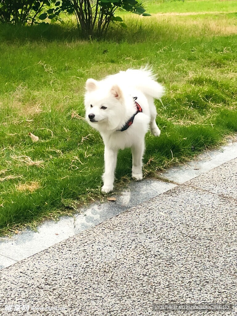 路邊的白色小狗