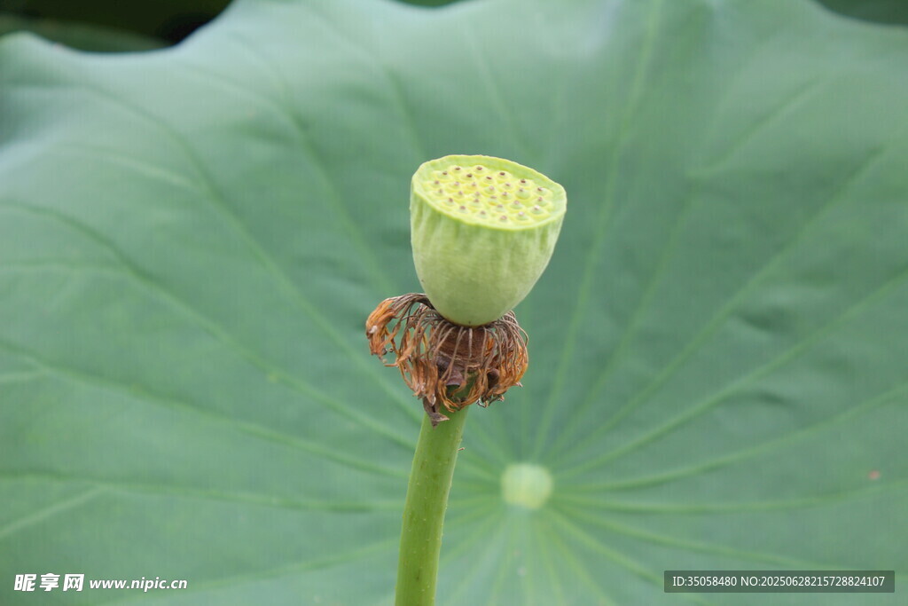 蓮蓬