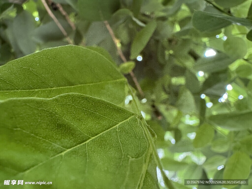 綠葉特寫