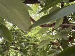 綠葉繁茂的樹枝景象