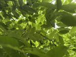 綠葉繁茂的生機(jī)景象