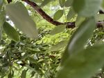 枝葉繁茂的樹木景象