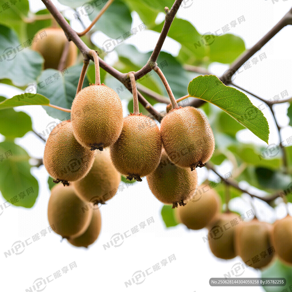 圖片左上方的樹枝掛滿了軟棗泥猴