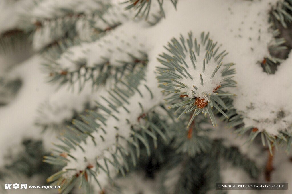 雪覆松枝的冬日景致