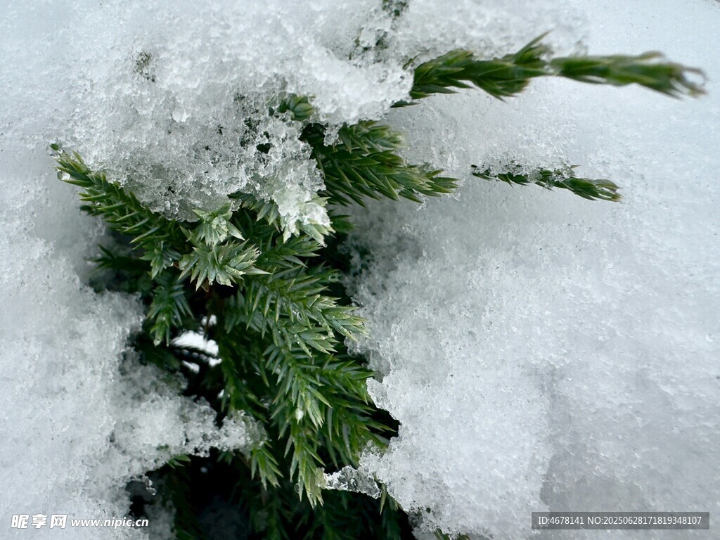 雪覆松枝