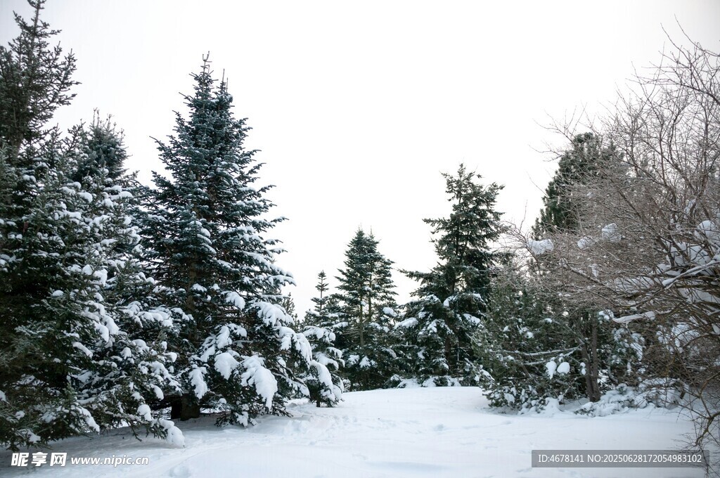 冬日雪景中的雪松景觀