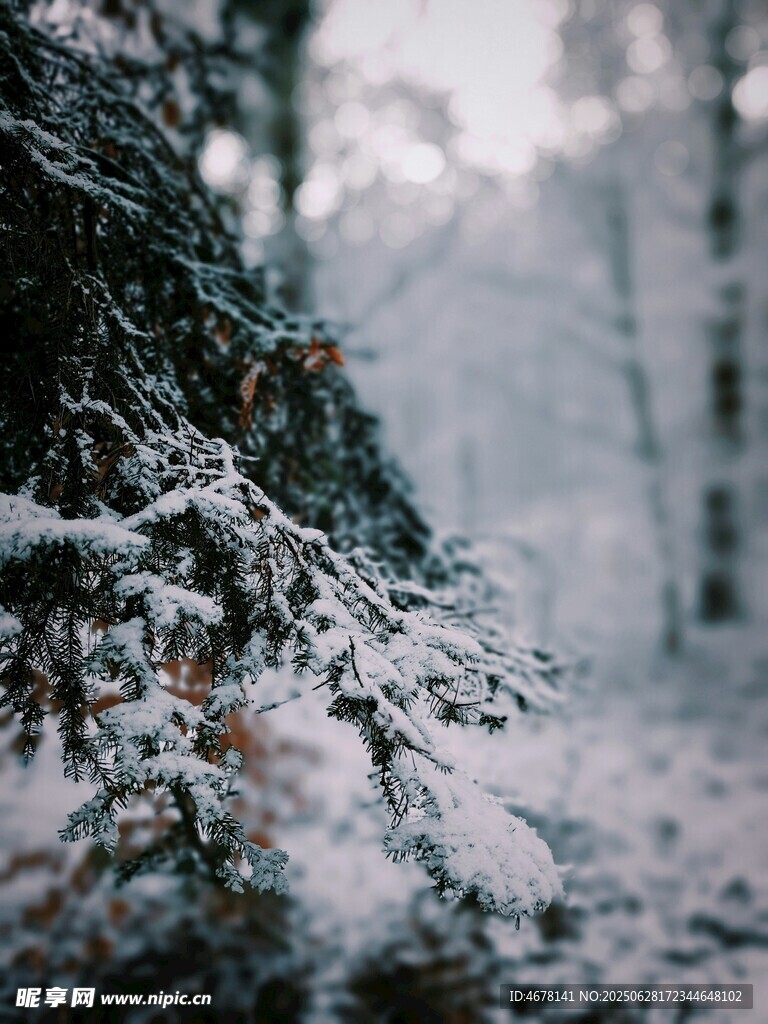 雪覆松枝的靜謐冬日景象