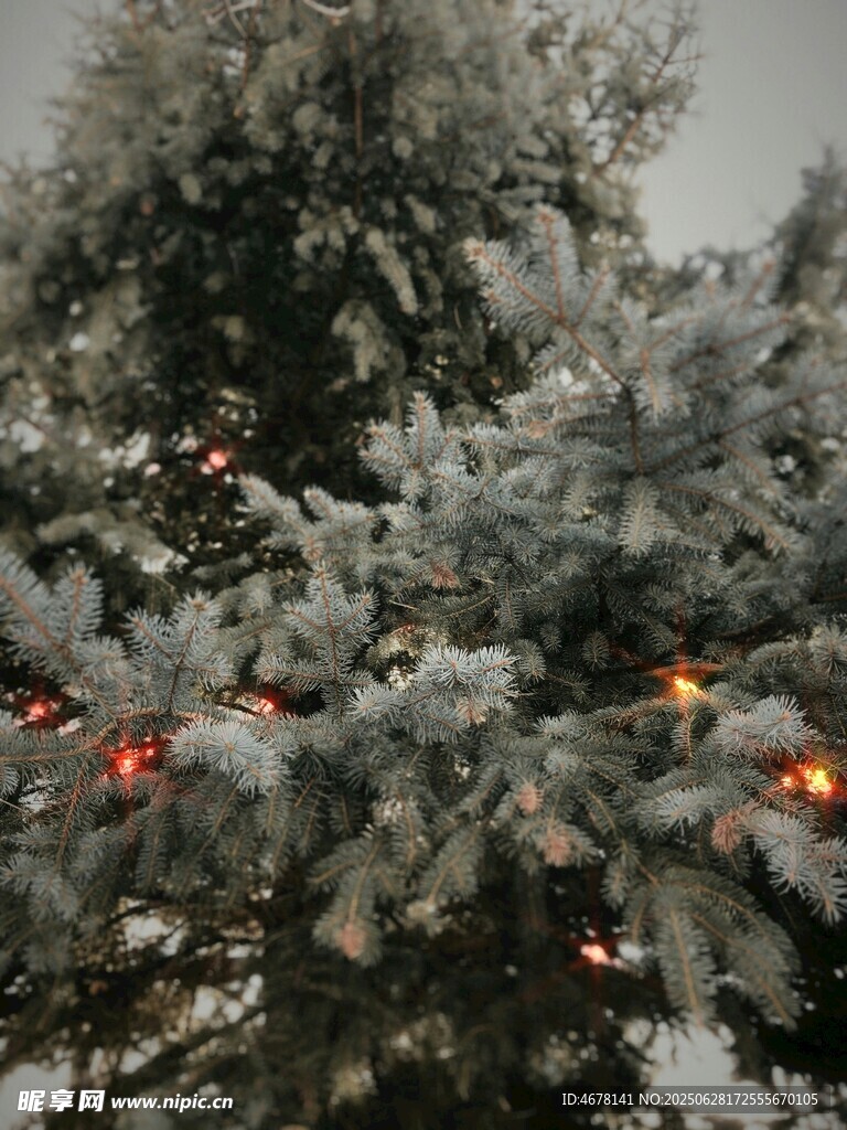 雪覆圣誕樹閃爍暖燈