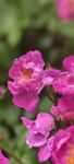 嬌艷粉色薔薇花綻放
