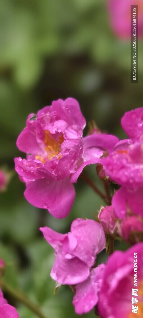嬌艷粉色薔薇花綻放