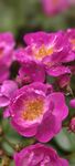 嬌艷粉色薔薇花綻放