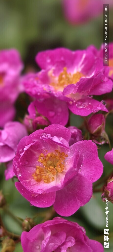 嬌艷粉色薔薇花綻放
