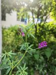 紫色小花綻放于綠葉間