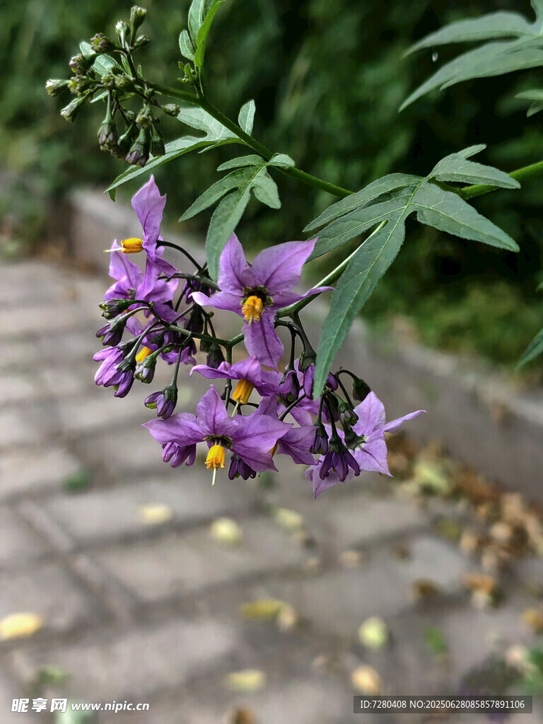 紫色小花綻放于綠葉間