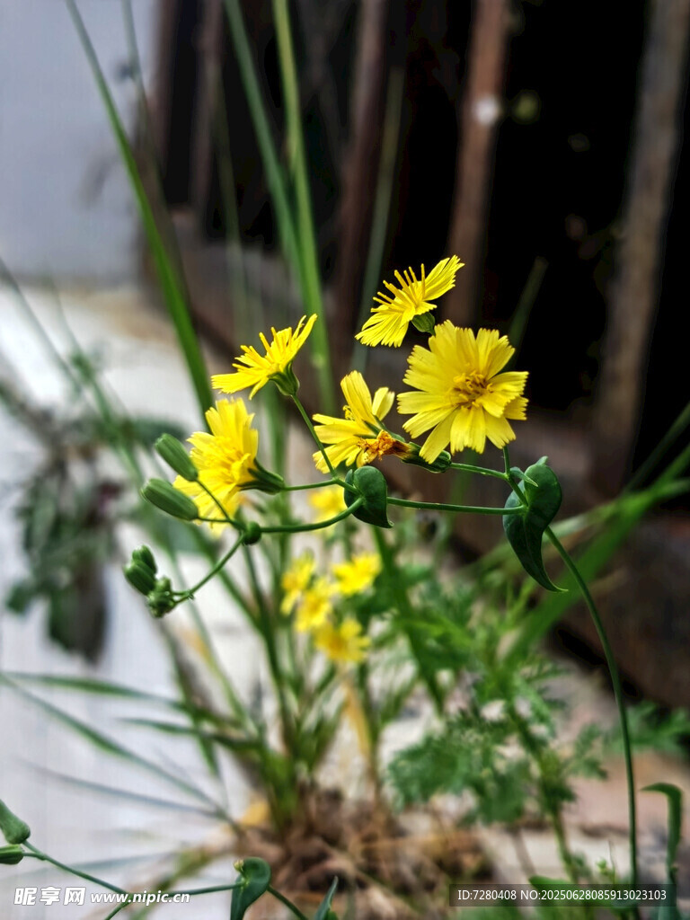 黃色小花綻放于綠植間