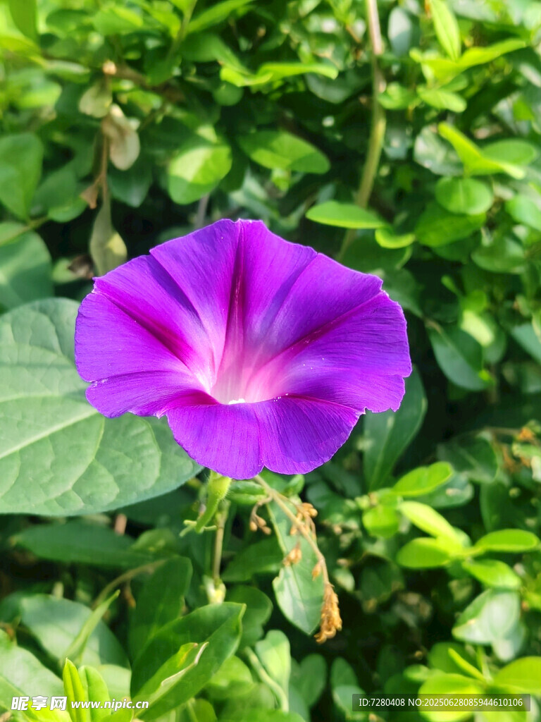 紫色牽牛花綻放綠葉間