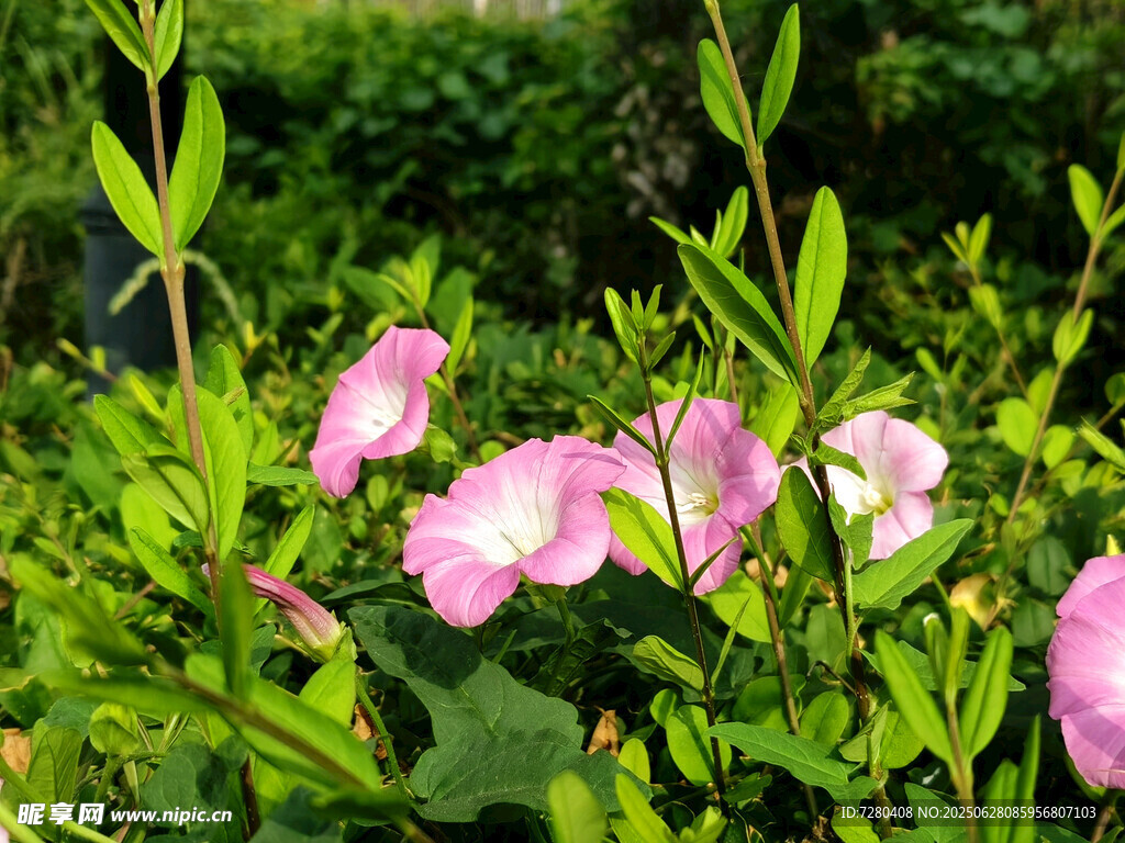 粉色小花綻放于綠葉間