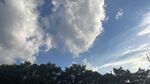 藍(lán)天白云下的樹梢美景